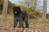 BOUVIER DES FLANDRES 301